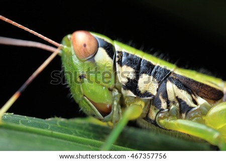 Macro photography of grasshopper in rain forest of Thailand. Image shallow depth of field and selective focus at the eye.