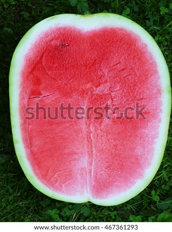 half water melon on green grass background