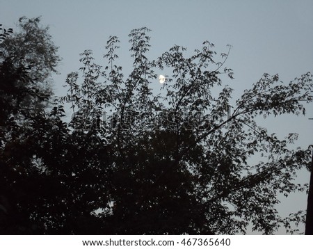 The moon in the crown of a tree/Moon/ikoko