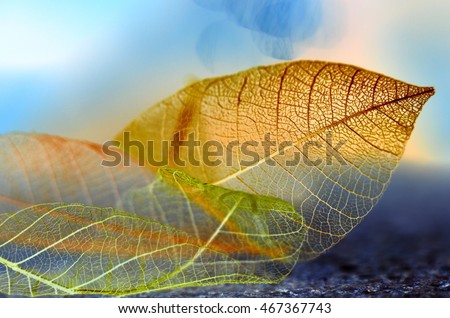  The composition of skeletonized leaves 