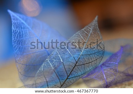   The composition of skeletonized leaves 