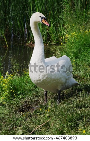 Male swan walking alone on the shore of the pond