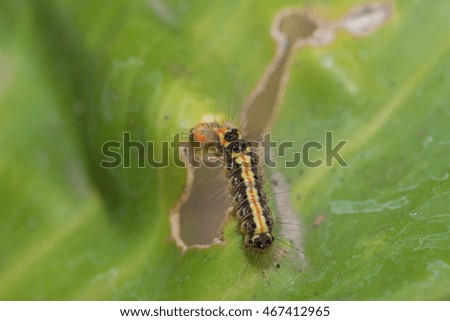 Macro caterpillar(soft focus)