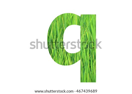 The letter "q" with green rice field background inside
