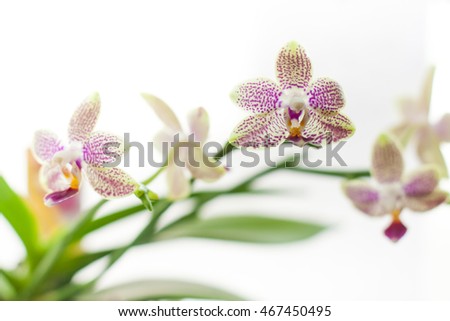 Splendid fresh elegant white orchid tender exotic flower plant with pretty petals colorful natural floral decor on white blur background closeup, horizontal picture