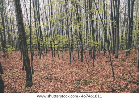 misty autumn forest trees. nature green wood sunlight backgrounds. - vintage effect