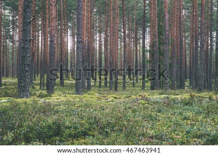 forest trees. nature green wood sunlight backgrounds. - vintage effect
