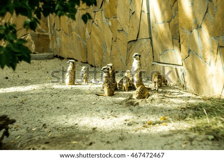 The meerkats gathered crowd
