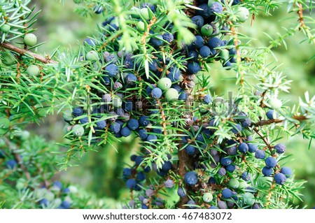 Ripe and unripe cone berries of Juniperus communis(common juniper) in forest, Finland. The cones are used to flavour certain beers and gin.   Royalty-Free Stock Photo #467483072