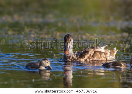 Swimming duck family. Colorful natural habitat background. Birds: Red crested Pochard. Netta rufina. Ankara Mogan Lake Turkey.