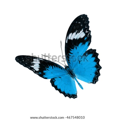 Beautiful Blue butterfly upper wing profile flying up isolated on white background.