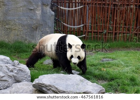 Giant male panda