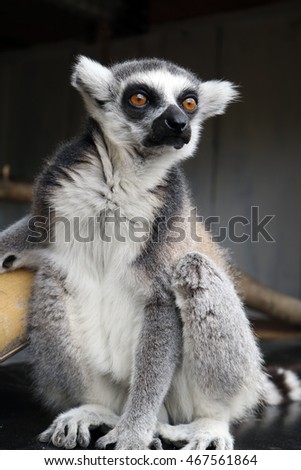 Ring-tailed lemur portrait