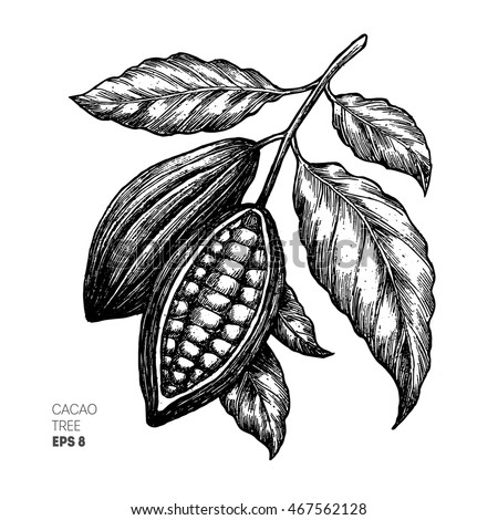 Cocoa beans illustration. Engraved style illustration. Chocolate cocoa beans. Vector illustration Royalty-Free Stock Photo #467562128
