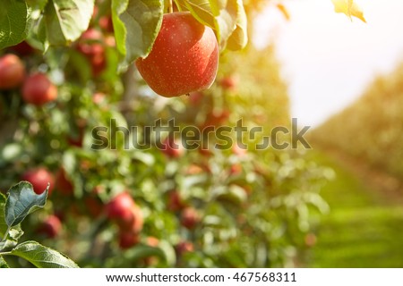 Shiny delicious apples hanging from a tree branch in an apple orchard Royalty-Free Stock Photo #467568311