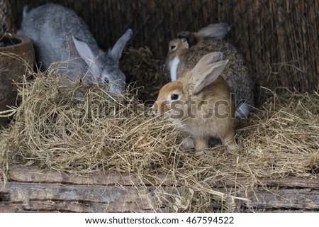 small wildlife rabbit