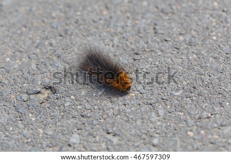 Caterpillar of the brown bear on asphalt.