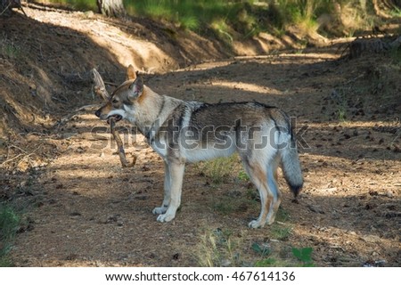 Czechoslovakian Wolf dog puppy