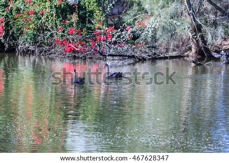 Two elegant black swan are swimming in a lake in Queensland, Australia.