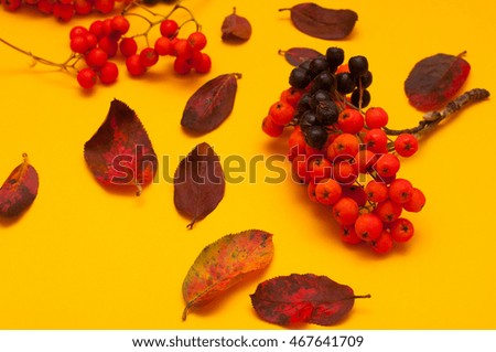 ripe bunches of rowan berries on yellow background. Autumn concept.