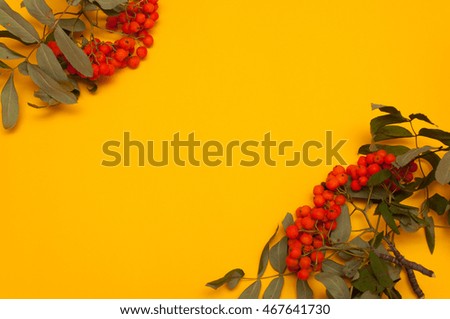 ripe bunches of rowan berries on yellow background. Autumn concept.