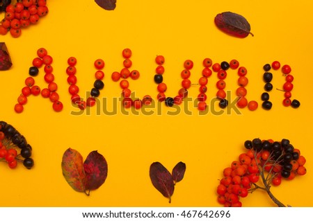 ripe bunches of rowan berries on yellow background. Autumn concept. lettering