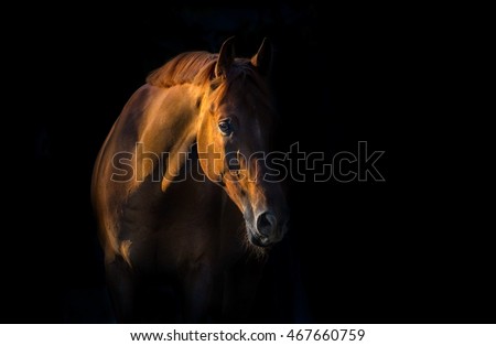 Red horse on black background