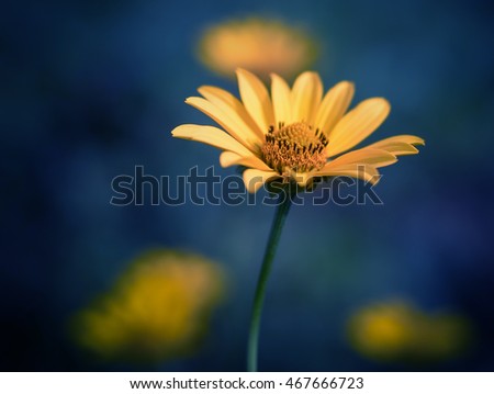 Cosmos flower. Color toned image. Selective focus with shallow depth of field.