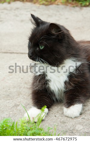 Fluffy black and white cat with emerald eyes