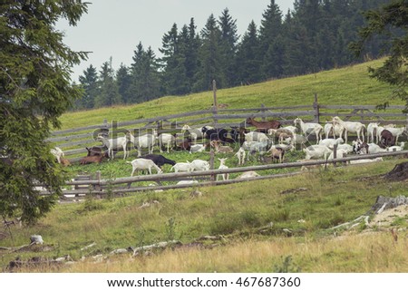  Sheepfold. Sheepfold in the mountains. Goats in sheepfold Royalty-Free Stock Photo #467687360