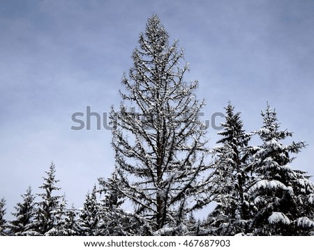 dead spruce and snow, winter landscape