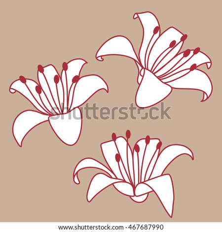 Lily flower hand drawn illustration