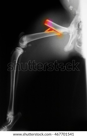 X-ray of a bobcat with a fractured femur