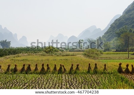 Rice field at harvest
