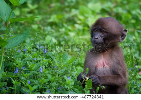 Gelada (Theropithecus gelada) baby Gelada sitting in the grass and watching his friends and eating.