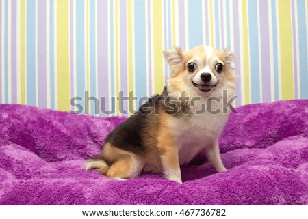 Longhair chihuahua dog lying and resting on  pillow