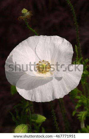 White Field Poppy 'Bridal White' (Papaver rhoeas) annual blooming flower