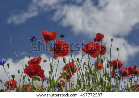 RED POPPIES AGAINST THE SKY