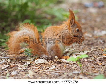 Cute red squirrel eating walnut in the park