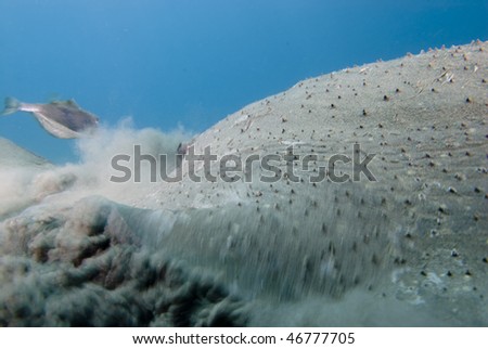 Porcupine ray (Urogymus asperrimus) foraging in the sand. Rare,Red Sea, Egypt.