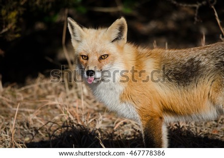 A red fox that does not like getting his picture taken.