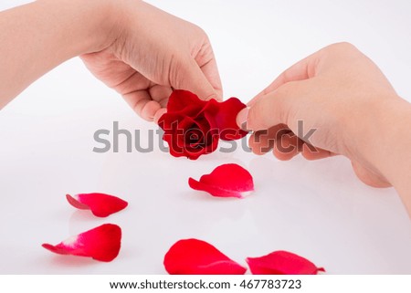 Red rose and petals on a white background