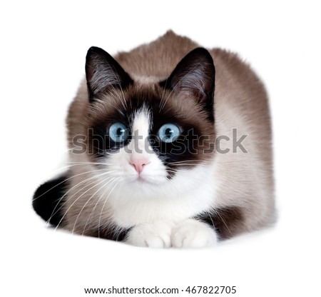 Snowshoe cat, a new breed originating in the USA, isolated on white background