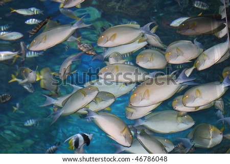 Tropical fish, Thailand.