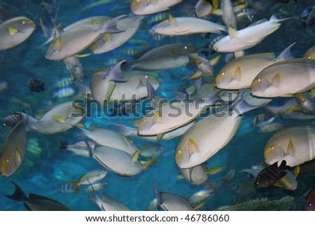 Tropical fish, Thailand.
