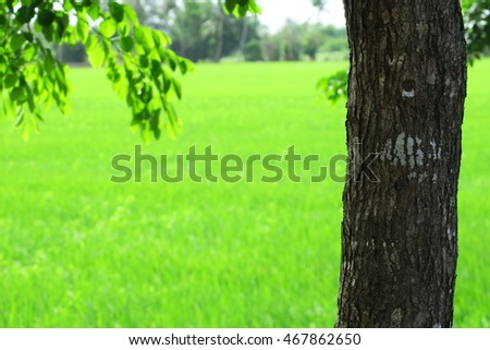 Tree trunk closeup blur green rice field landscape outdoor nature background