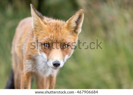 Beautiful European red fox in the wild. Full picture so you can crop it yourself.