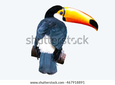 The  Toucan Toco  sitting back on a branch isolated on blue in vivid glowing colors. Also known as the common toucan or toucan,. It is found in  a large part of central and eastern South America.  