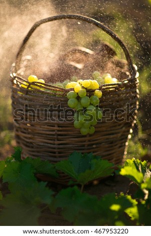 Basket with a jug of wine and grapes. In drops of dew