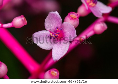 Close-up of the pink flower , Pink Flower